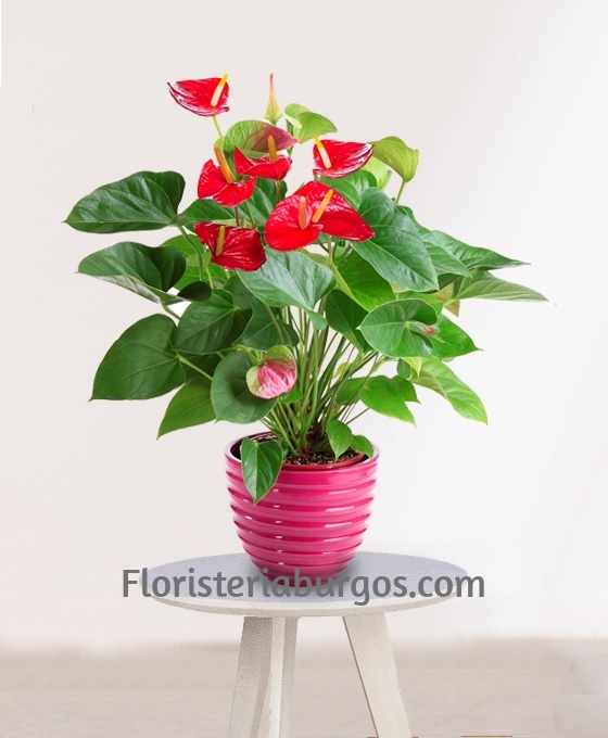 Planta de Anthurium
