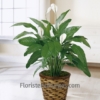 Planta Spathiphyllum