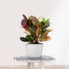Planta Croton