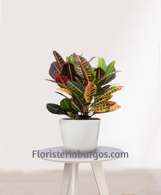 Planta para regalo en Burgos