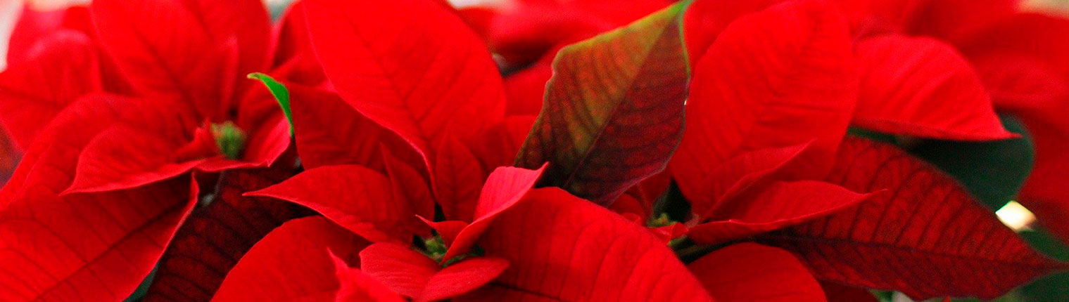 Regalar flores de Navidad desde Floristería Burgos